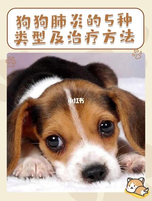 狗狗肺炎最好吃什么东西