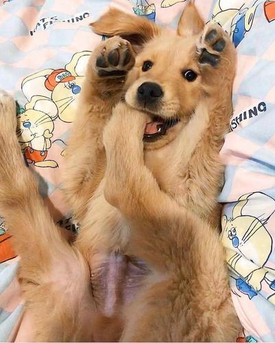 怎样训练狗搭爪视频