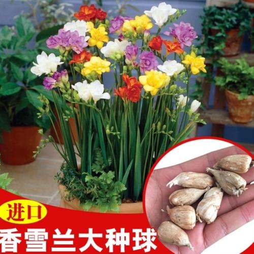球根花卉栽培要点