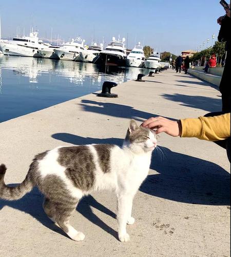 带猫旅游需要带什么东西
