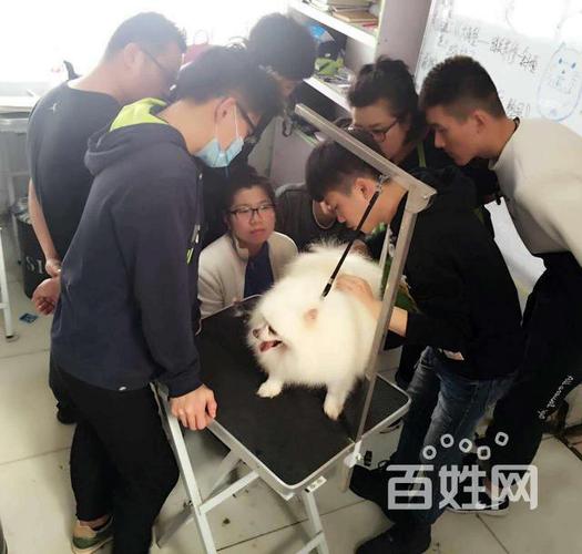 宠物训练师培训基地