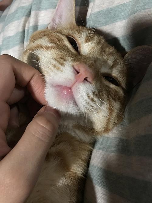 猫嘴受伤了怎么吃东西