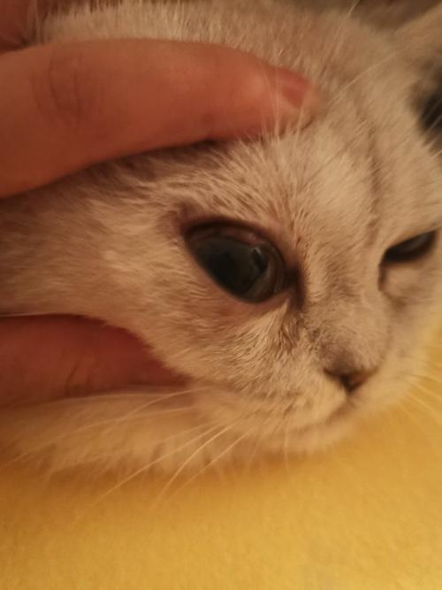 猫眼睛 上的东西怎么去
