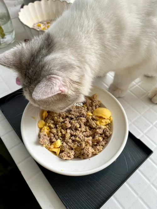 领养的猫不吃东西挑食