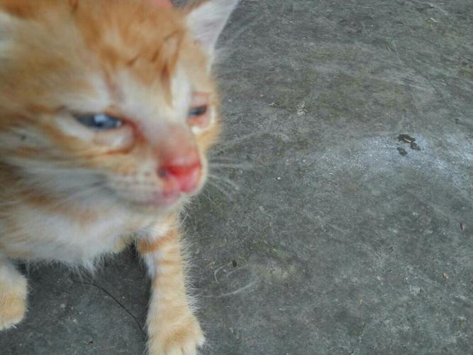 猫打喷嚏带血不吃东西