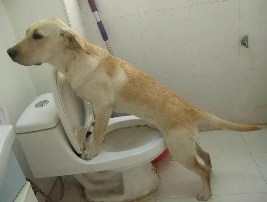 幼犬拉布拉多怎么训练大小便