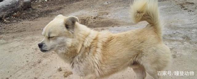 土猎犬怎么训练打猎
