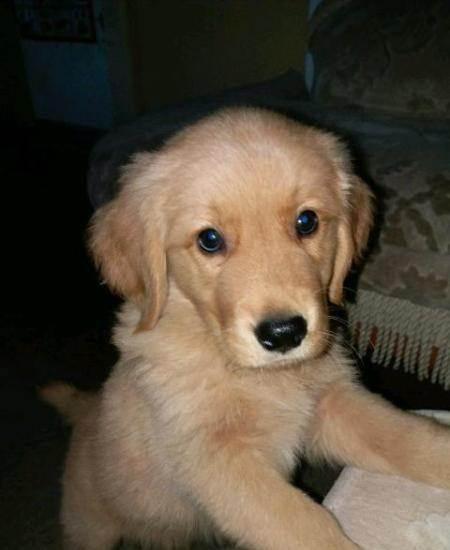 2个月金毛犬需要什么东西