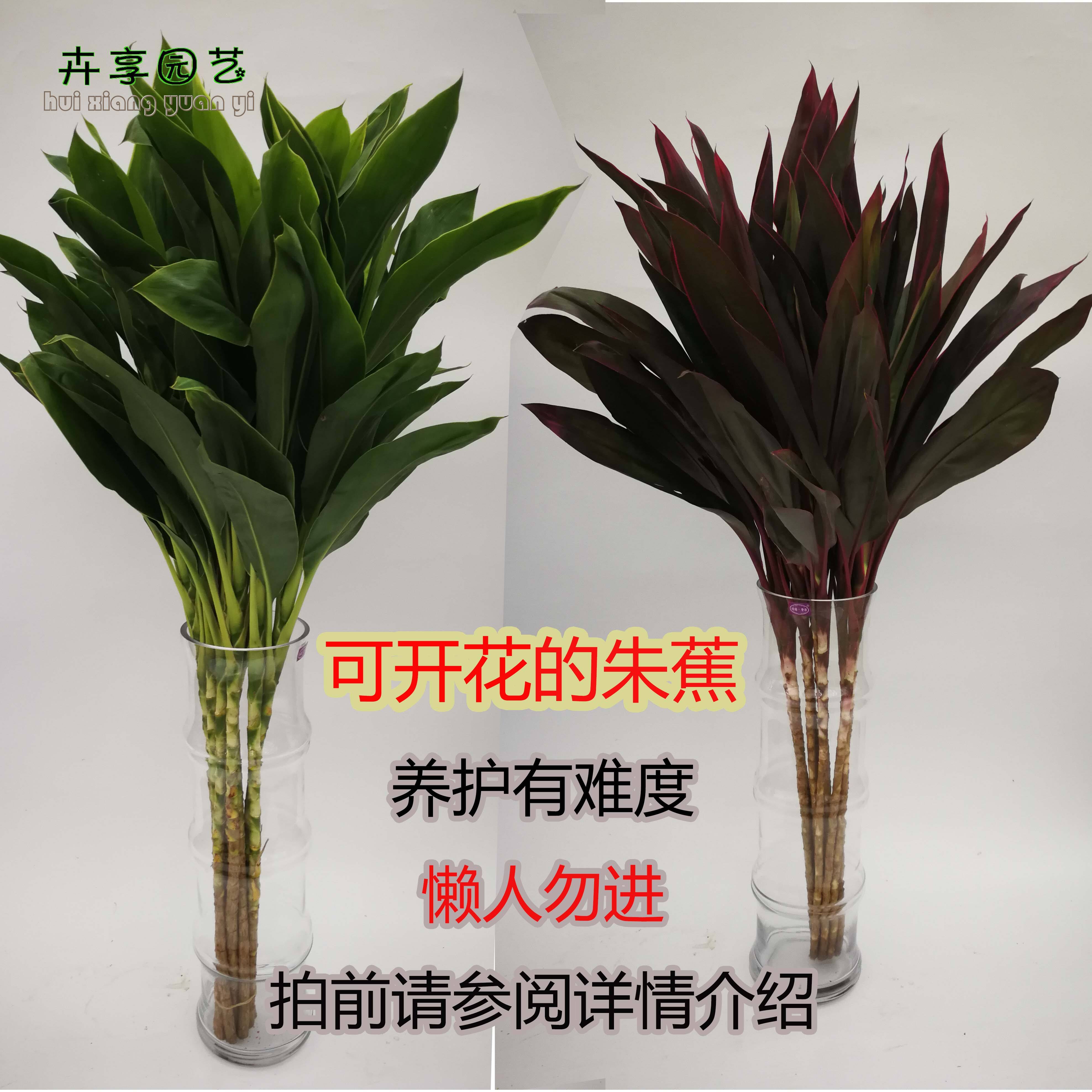 水培朱蕉注意事项