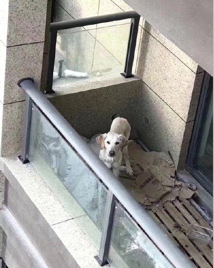 如何训练狗狗睡阳台