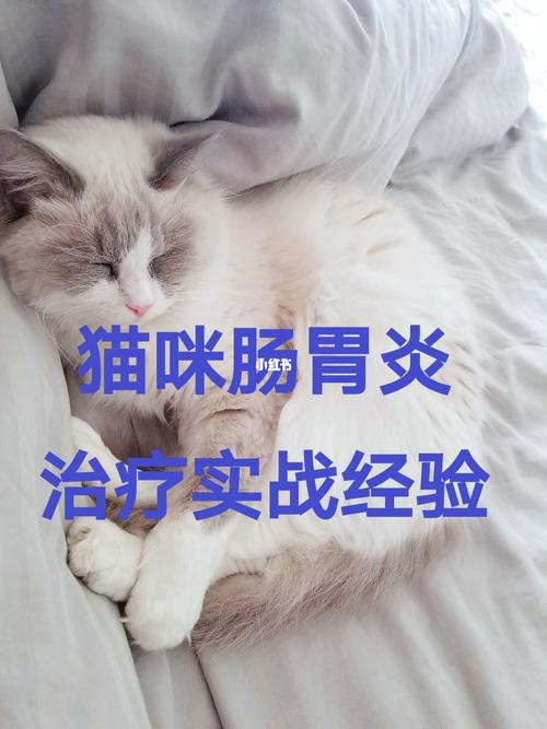 猫不吃东西 肠胃炎