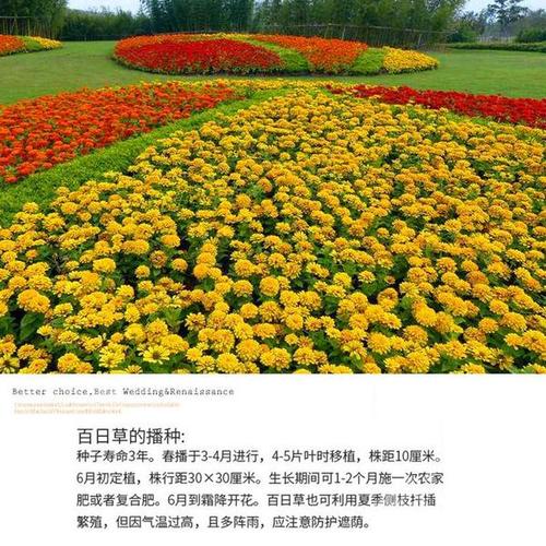 绿化草花栽培哪些方法