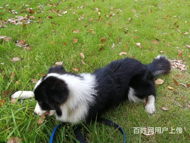 2个月小边牧训练