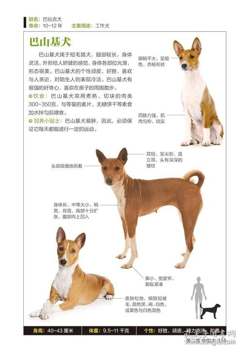 买什么书训练狗