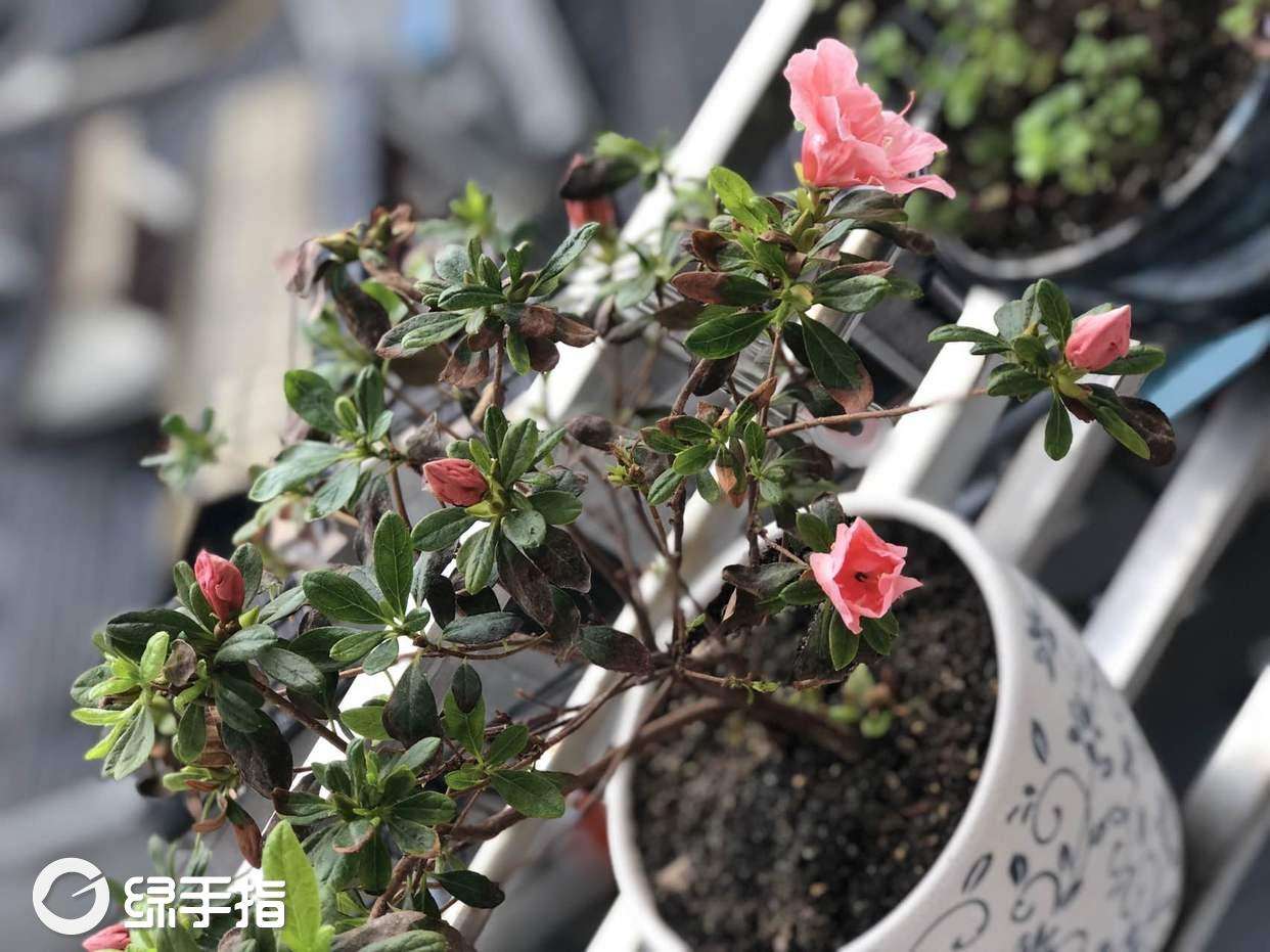 西洋杜鹃的养殖方法