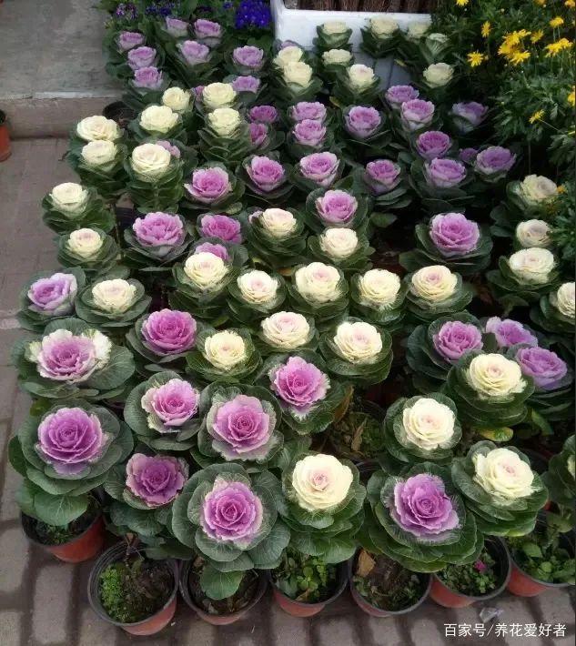 花的养殖方法北方