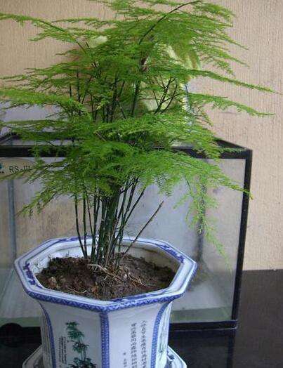 文竹殖方法