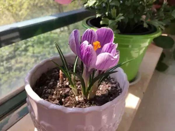 球茎花卉怎样栽培