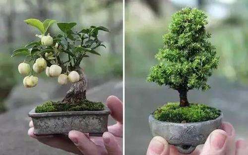 图解微型盆景栽培
