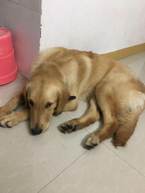 成年金毛犬不吃东西