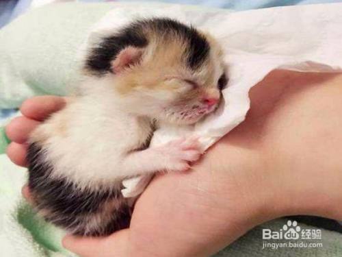2个月小猫不吃东西