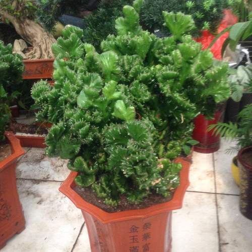 金麒麟的栽培