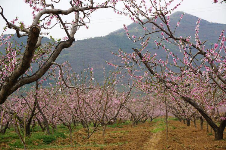 桃花栽培