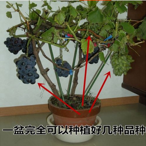 阳台葡萄树栽培技术