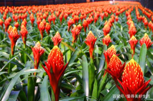 火炬花的养殖方法