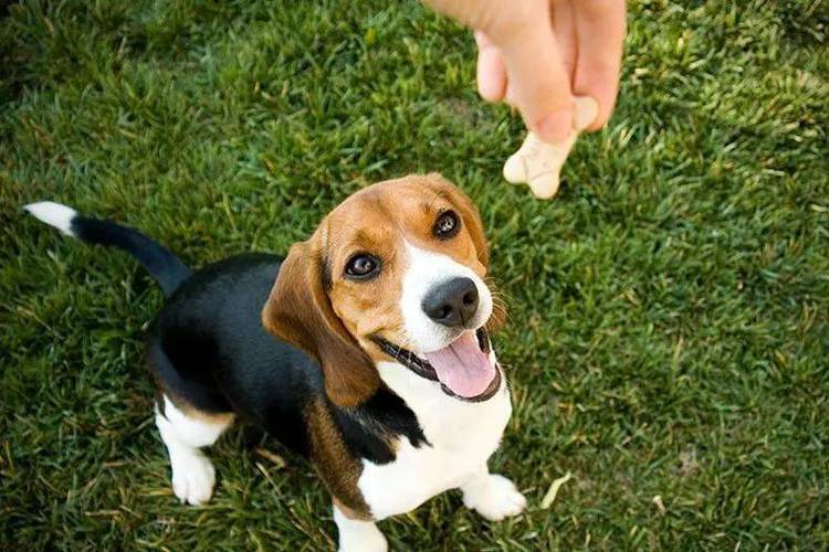 成年犬训练大小便