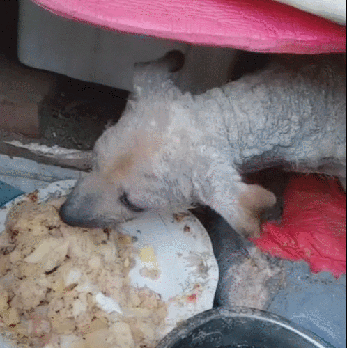 怎么给狗煮东西吃