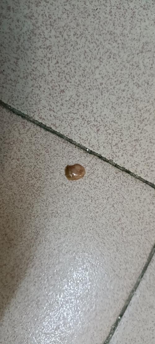 狗狗球虫病不吃东西