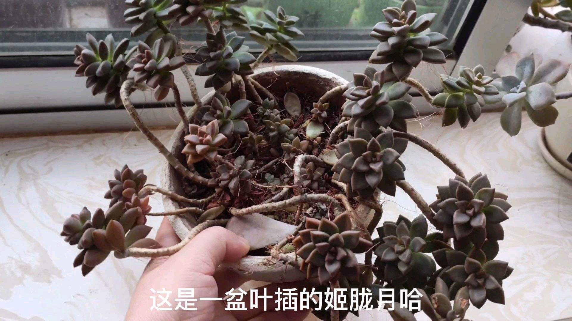 姬胧月怎么叶插