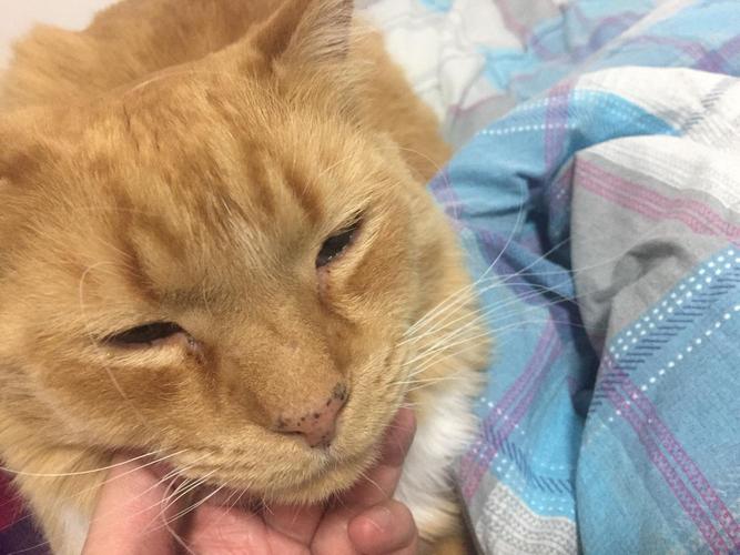 猫不吃东西没精神眼睛脏
