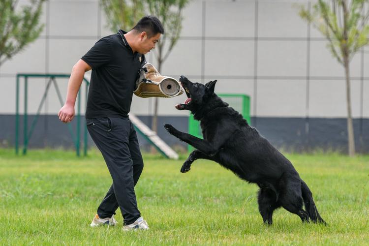 怎么把狗训练成警犬