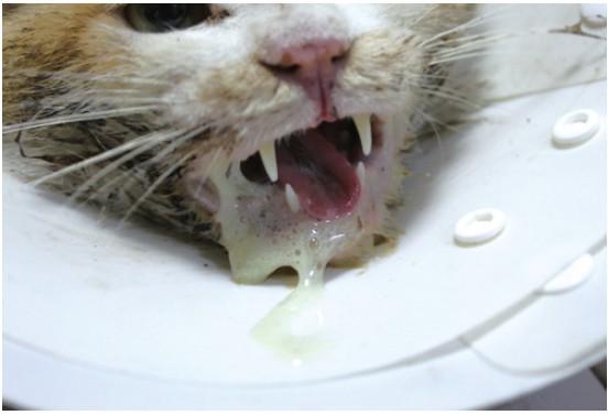 猫咪 声音沙哑 不吃东西