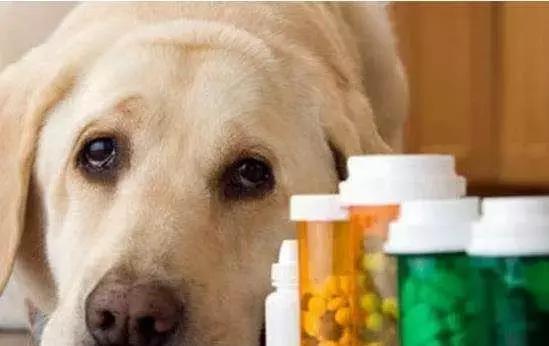 幼犬不吃东西用药
