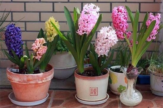 风信子花的养殖方法