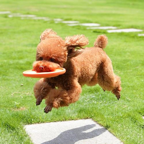 成犬怎么训练