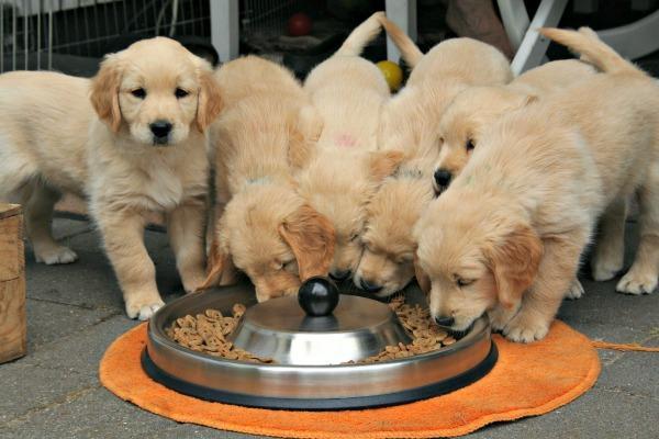 幼犬喂食训练