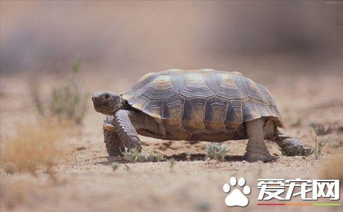 专业训练龟龟方法