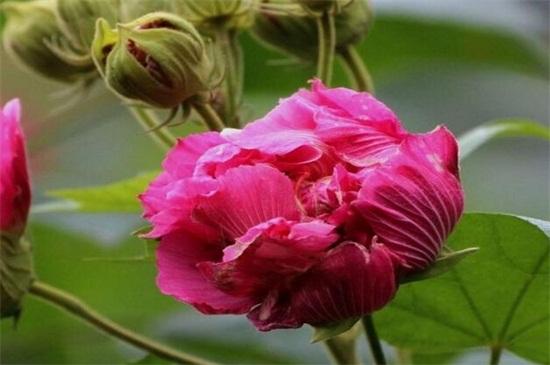 芙蓉花的栽培方法