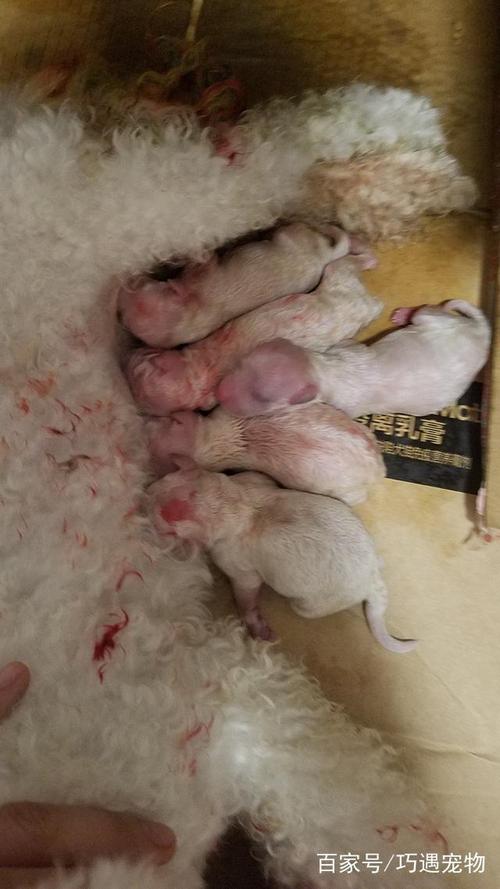 狗狗生宝宝该准备什么东西
