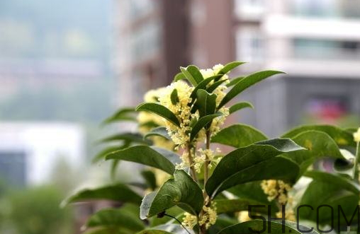 桂花的栽培方法