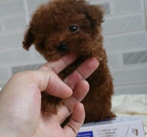 泰迪狗生好不吃东西怎么办