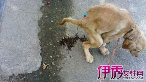 小狗吃硬东西拉不出来怎么办