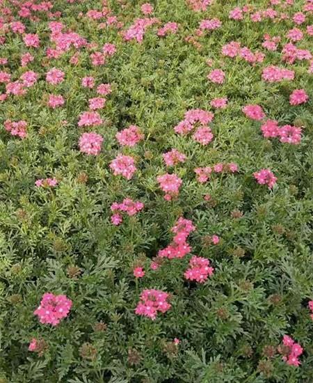 什么样的花卉适宜用作花坛栽培