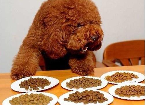 泰迪狗一天吃多少东西怎么办