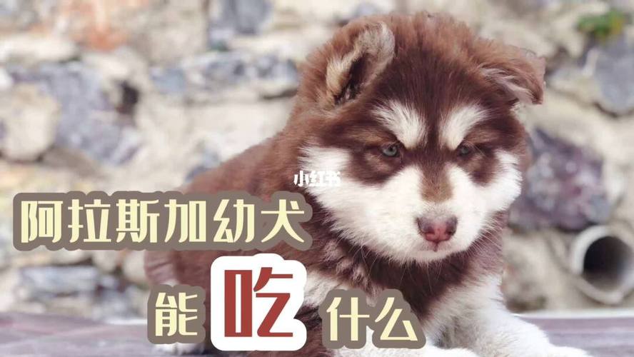 阿拉斯加可以吃人吃的东西是怎么回事