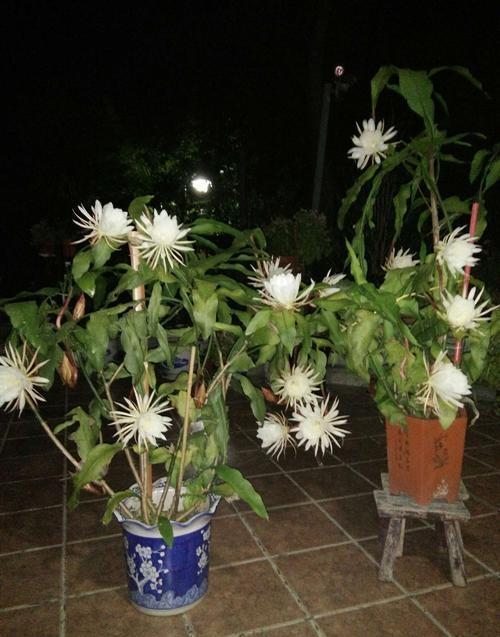 昙花苗怎么栽培